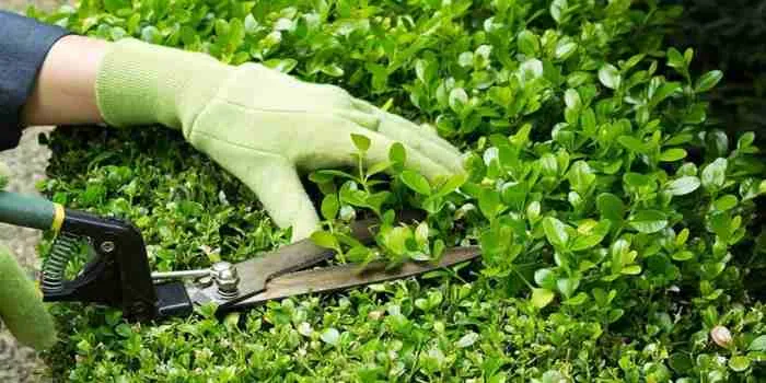 تصویر برگهای سبز که با قیچی باغبانی چیده میشوند.