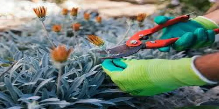 کوتاه کردن گلها با استفاده از قیچی باغبانی