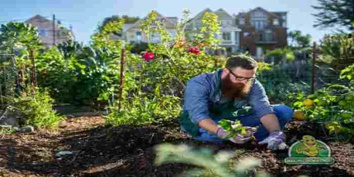 باغبان در حال کاشتن گلها در کنار گیاهان سبز