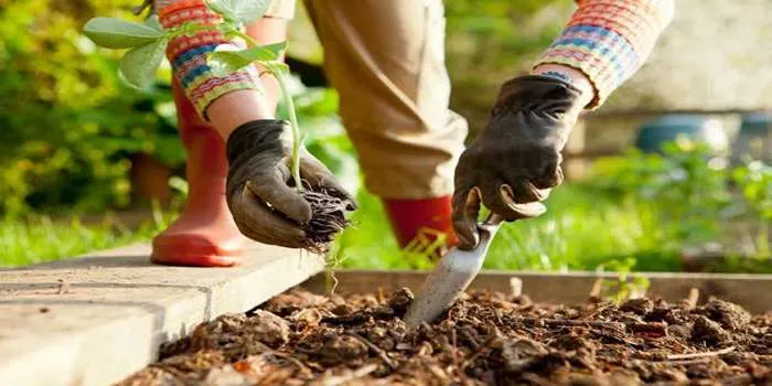 5 نکته مهم آماده سازی باغچه برای بهار _ دستهای فردی که در حال کاشت گیاهی در خاک است.