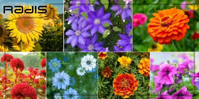 انواع گلهای باغچه ای برای حیاط _ گلهای مختلف در یک کادر