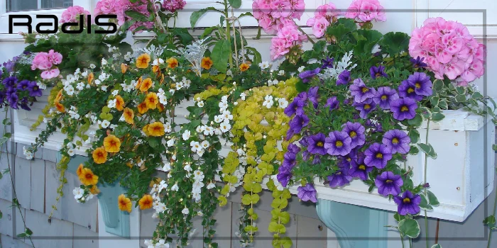 انواع گلهای باغچه ای برای حیاط _ گلهای میمون و غیره در گلدان بیرونی یک ویلا